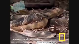 مار کبری در برابر مار موش خوار-نشنال جئوگرافیک