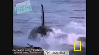 نهنگ قاتل در برابر شیر دریایی-نشنال جئوگرافیک