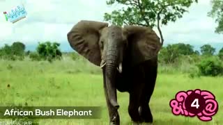 10 حیوان بزرگ و غیر معمولی که واقعا وجود دارند