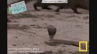 مار کبرا در برابر خَدَنگ -نشنال جئوگرافیک