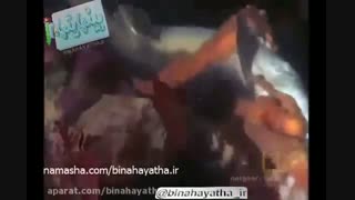 کوسه در برابر هشت پا- نشنال جئوگرافیک