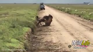 وقتی گوزن یالدار در چند ثانیه توسط شیر شکار می شود