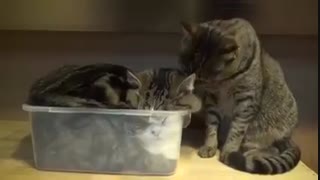 گربه های بازیگوش