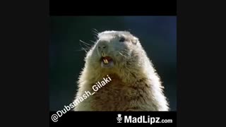 رشت ولوو کولر دار