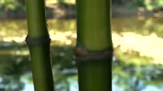 بامبو گیاهی متواضع و ثروتی دیده نشده