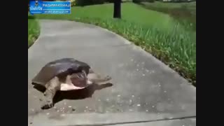 فیلم هست پلی کنید لطفا ...این لاکپشتا عجب شارلاتان هایینا!! یه عمر سرکار گذاشته بودنمون!!خخخخخخخ