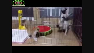 آخه سگ هم اینقدر ترسو!