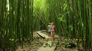 بامبو گیاهی متواضع و ثروتی پنهان