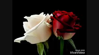 دوستان این کانال هرکی میخواد سوال بپرسه جواب میدم