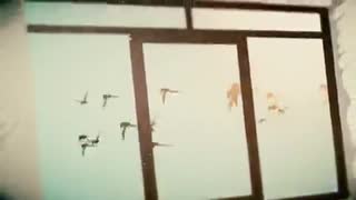 موزیک ویدئو کبوترها