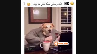 اگه زندگی سگ ها مثل ما بود ! جالب