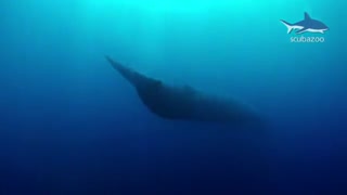 وال آبی شگفت انگیز : بزرگترین موجود زنده در جهان / رسانه تصویری وی گذر