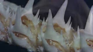 عظیم الجثه ترین  کوسه جهان / رسانه تصویری وی گذر