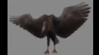 آرگن تاویس : بزرگترین پرنده روی زمین / رسانه تصویری وی گذر