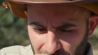 گزیدگی توسط حشره قاتل گاو