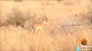 شکار آهو توسط پلنگ (کنار جاده)