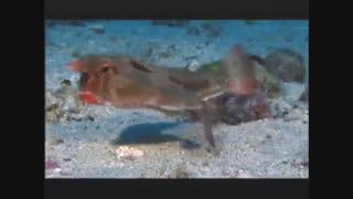 چهره عجیب خفاش ماهی لب قرمز  / رسانه تصویری وی گذر