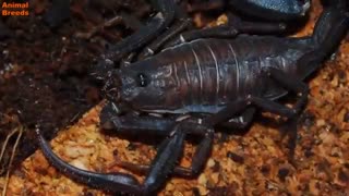 5 تا از مرگبارترین عقرب های دنیا / رسانه تصویری وی گذر