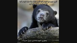 از کجا بخرمممم؟؟؟