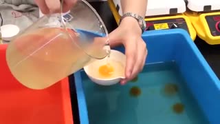 تخم مرغ تقلبی چینی