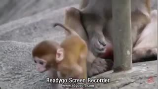 بچه میمون شیطون