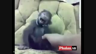 خنده ی میمون