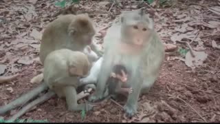 میمون کوچولوی ترسو