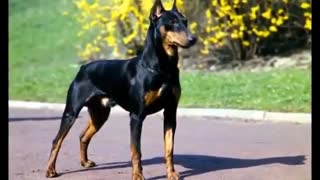 10 سگ نگهبان برتر دنیا