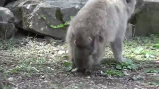 میمون و بی محل  کردن  بچه نوزادش