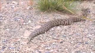 مار زهرآگین از نژاد  افعی / رسانه تصویری وی گذر