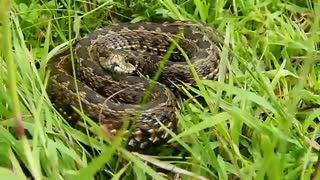 مار افعی البرزی / رسانه تصویری وی گذر