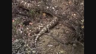 ماری از گونه افعی قفقازی / رسانه تصویری وی گذر