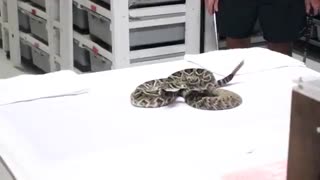 ماری سمی از نژاد  زنگی پشت الماسی شرقی / رسانه تصویری وی گذر