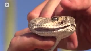 نگاهی بر مار سمی  زنگوله‌ای / رسانه تصویری وی گذر