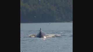 whales feeding up the inlets