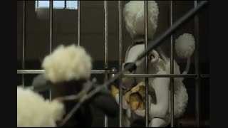 بره ناقلا  در زندان !