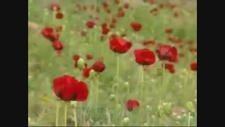 جشن مهرگان کشیدن دندان