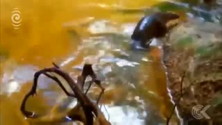 «مورچه خوارهای پولک دار» سرانجام تحت حفاظت قرار می گیرند /  رسانه تصویری وی گذر