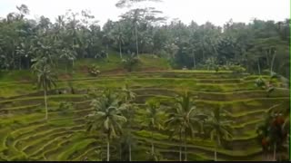 جاذبه های توریستی و گردشگری بالی اندونزی