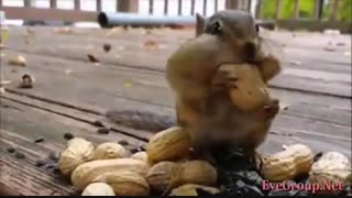 سنجاب های فوق العاده بامزه ی شکمو