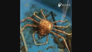 پوست اندازی در طبیعت!