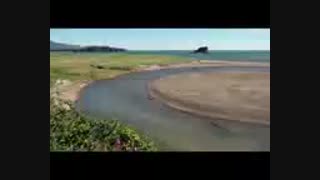 مستند یه خرس و دوتا توله هایش