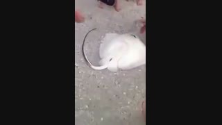 صحنه‌ای نادر از زایمان سفره‌ماهی