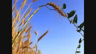 بوسه ی نگاه : شاعر بتول مبشری با آوای زری مینویی