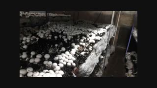 0تا 100پرورش قارچ-مشاوره آنلاین بصورت رایگان سراسری