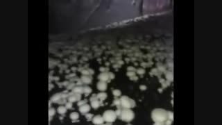 فوت کوزه گری پرورش قارچ