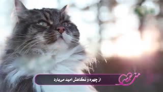 آهنگ عربی - هی زوجتی  = همسر من (زیرنویس فارسی)