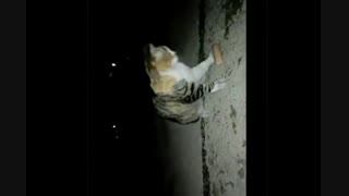 همنشینی با گربه ها (زندگیP5)