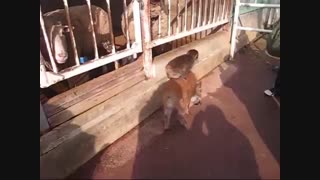 بچه میمون سوار خوک