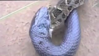 نبرد  مار شاه کبرا و پیتون / رسانه تصویری وی گذر